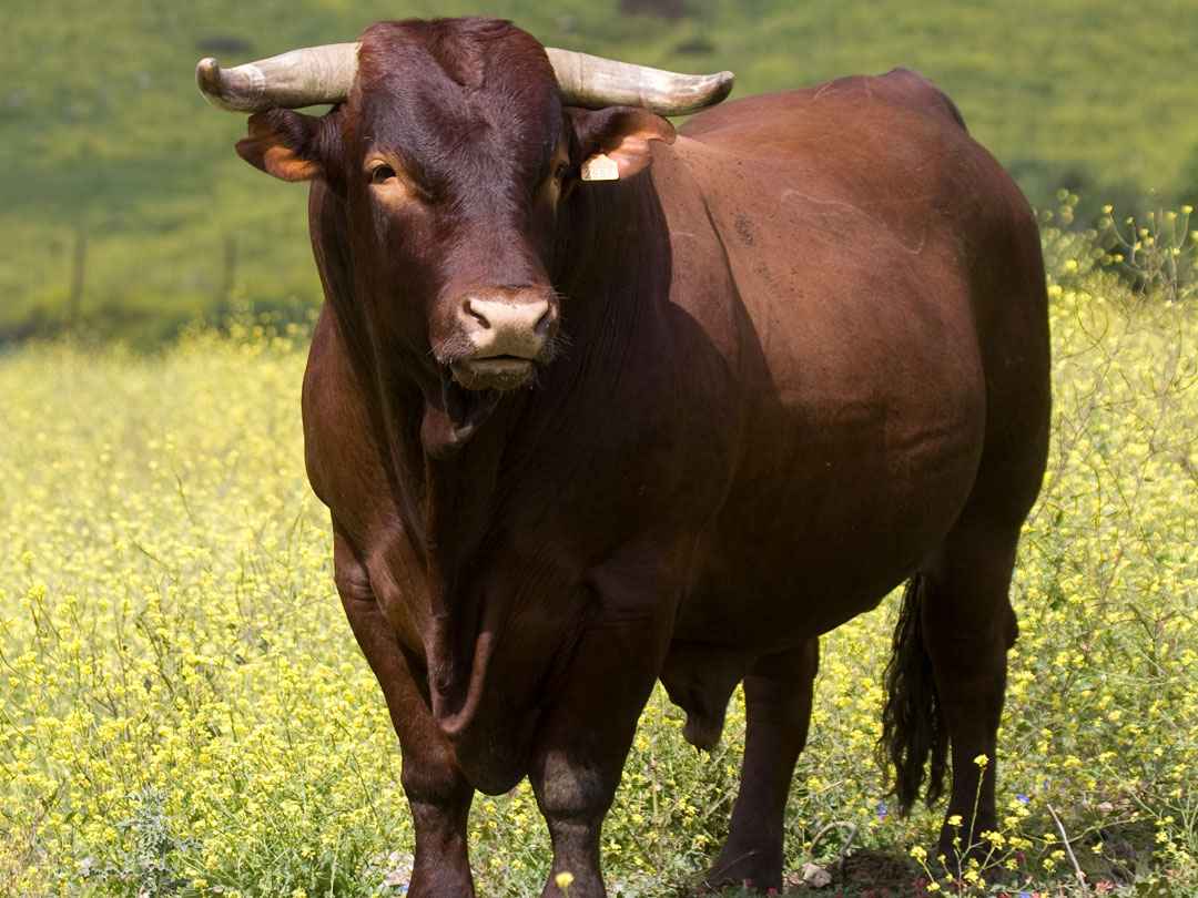 Vaca retinta cádiz